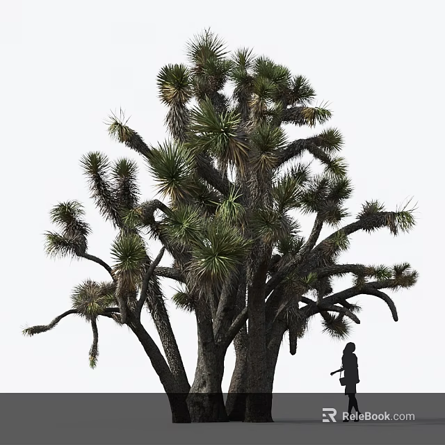 Joshua Tree With Green Leaves And Branches In Natural Outdoor Setting With Person Standing Under 3d model 