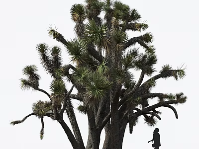 Joshua Tree With Green Leaves And Branches In Natural Outdoor Setting With Person Standing Under 3d model