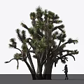 Joshua Tree With Green Leaves And Branches In Natural Outdoor Setting With Person Standing Under