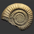 Ancient Marine Ammonite Fossil With Spiral Shape And Detailed Ridges On Dark Background