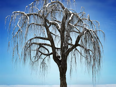 Snow Covered Weeping Tree With Long Branches Against Clear Blue Sky 3d model