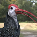 Colorful Flying Bird With Red Head Long Beak Green Brown Feathers And Red Legs