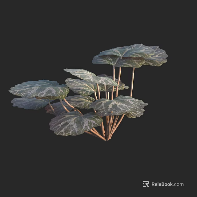 Leafy Plant With Large Green And White Variegated Leaves And Slender Stems 3d model 