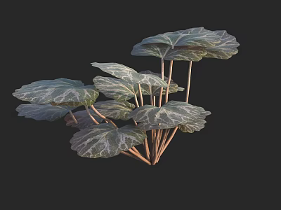 Leafy Plant With Large Green And White Variegated Leaves And Slender Stems 3d model