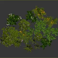 Natural Herb Plants with Pink Yellow White Flowers and Green Stems