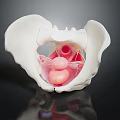 Medical Device Pelvic Anatomical Model With Detailed Internal Structure 3d model