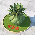 Guanyin Lotus Succulent Plant on Circular Green Mat with Golden Border on Stone Pavement