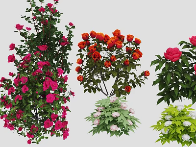 Blooming Red Pink White Roses with Green Leaves in Garden Arrangement 3d model