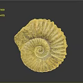 Aquatic Ammonite Fossil With Spiral Shell Yellow Brown Stripes And Textured Surface