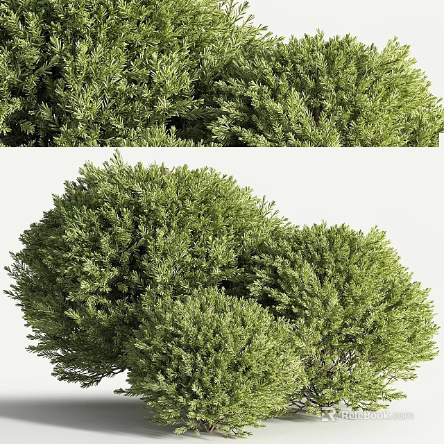 Vibrant Lush Green Shrubs With Healthy Foliage In Garden Landscape Design 3d model 