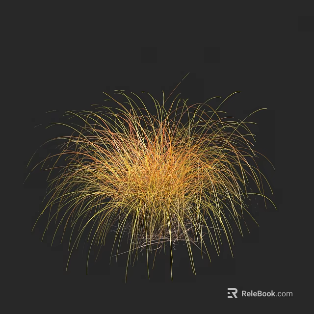 Ornamental Grass Plant with Yellow and Orange Foliage on Black Background 3d model 