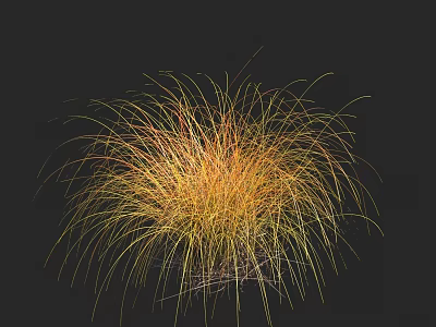 Ornamental Grass Plant with Yellow and Orange Foliage on Black Background 3d model