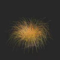 Ornamental Grass Plant with Yellow and Orange Foliage on Black Background