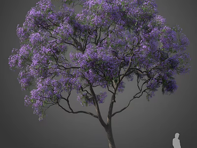 Tall Tree With Abundant Purple Flowers And Spreading Branches Beside Human Figure For Scale 3d model