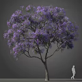 Tall Tree With Abundant Purple Flowers And Spreading Branches Beside Human Figure For Scale
