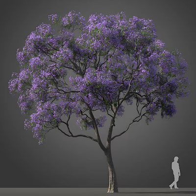 Tall Tree With Abundant Purple Flowers And Spreading Branches Beside Human Figure For Scale 3d model