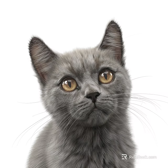 Cute Grey Kitten With Bright Yellow Eyes And Erect Ears On White Background 3d model 