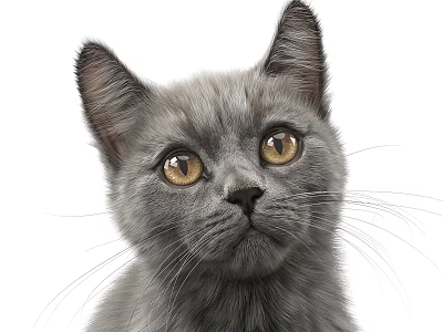 Cute Grey Kitten With Bright Yellow Eyes And Erect Ears On White Background 3d model