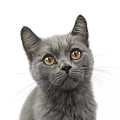 Cute Grey Kitten With Bright Yellow Eyes And Erect Ears On White Background