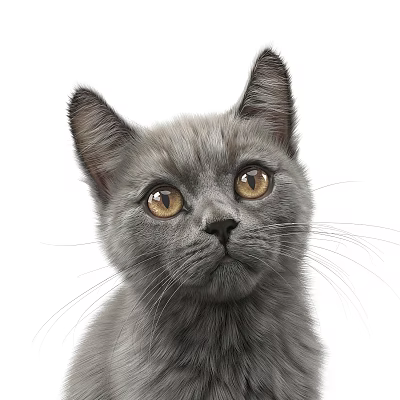 The sitting kitten 3d model