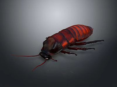 Detailed Red and Black Cockroach with Shiny Exoskeleton on Gray Background 3d model
