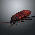 Detailed Red and Black Cockroach with Shiny Exoskeleton on Gray Background 3d model