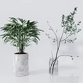 Bonsai Potted Plants With Large Leafy Greens In Concrete Pots And Slender Branches In Glass Vases