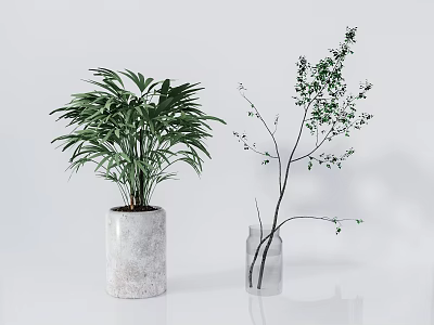 Bonsai Potted Plants With Large Leafy Greens In Concrete Pots And Slender Branches In Glass Vases 3d model