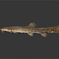 Long Bodied Fish With Whiskers And Brown Orange Coloration On Gray Gradient Background