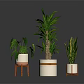 Three Indoor Potted Plants With Lush Green Leaves White Planters And Wooden Stands