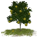 Lush Fruit Bearing Arbor With Yellow Fruits Green Grass Blue Sky And White Clouds