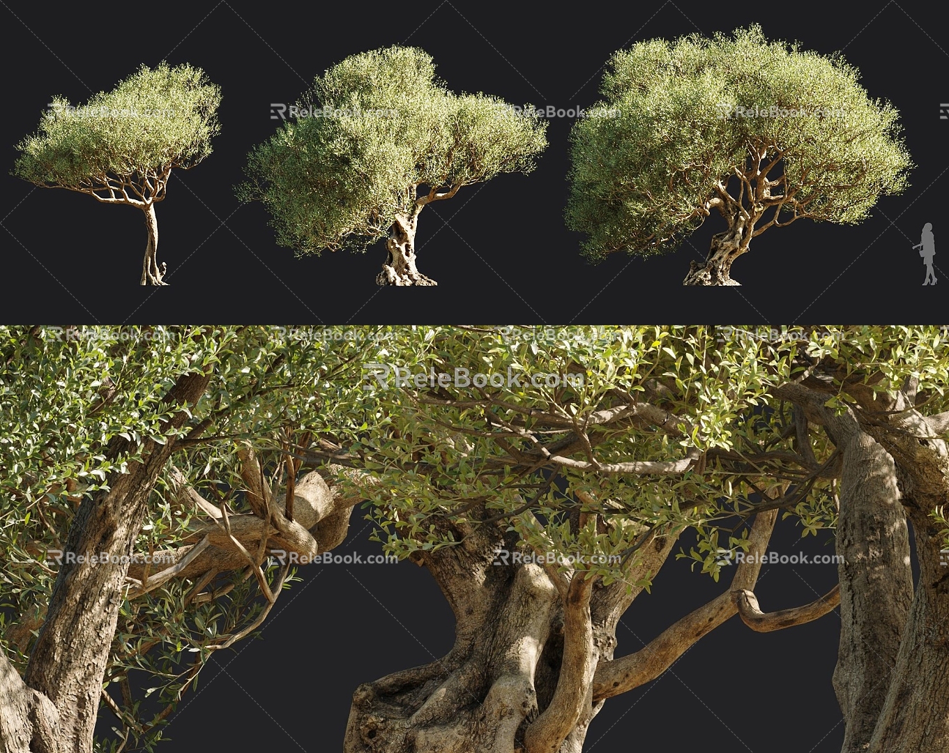 Modern tree olive trees rhinoceros tree 3d model