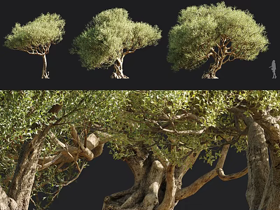 Olive Trees With Lush Green Foliage Thick Trunks And Detailed Branch Shapes 3d model