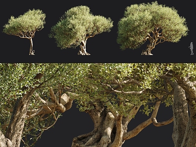 Modern tree olive trees rhinoceros tree 3d model