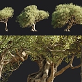 Modern tree olive trees rhinoceros tree 3d model