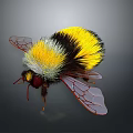 Fluffy Yellow And Black Bumblebee With Transparent Red Veined Wings On Dark Background