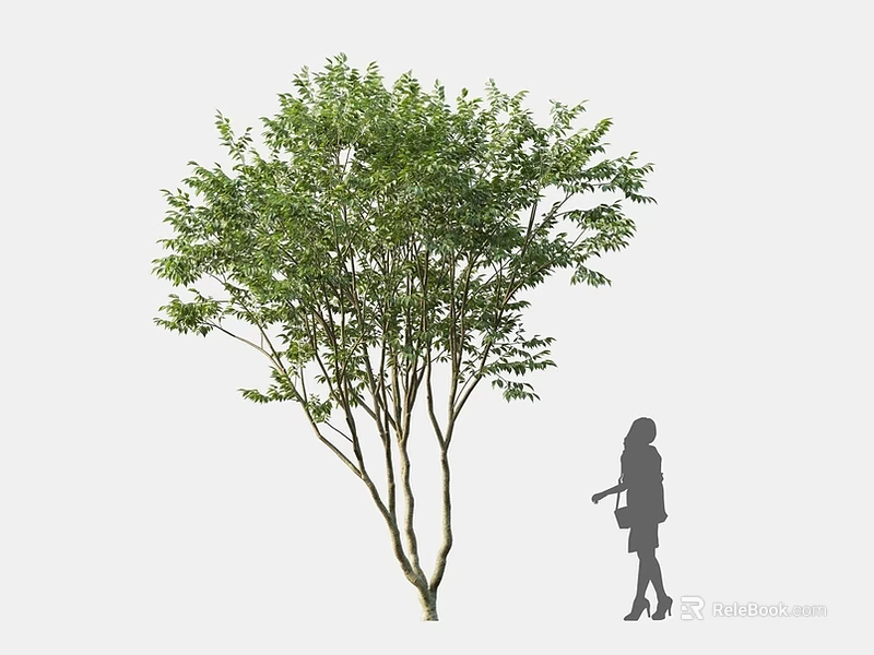 Lush Foliage Tree with Multiple Trunks and Woman Silhouette Standing Against Simple Background 3d model 