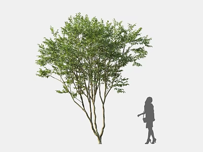 Lush Foliage Tree with Multiple Trunks and Woman Silhouette Standing Against Simple Background 3d model