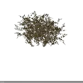 Golden Foliage Shrub With Dense Branch Structure Natural Shape And Vibrant Garden Look