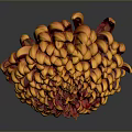 Orange Red Spherical Chrysanthemum With Layered Petals On Dark Background And Reflection