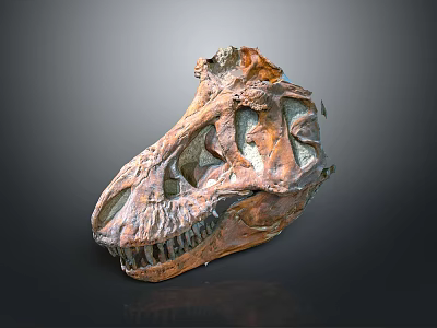 Detailed Dinosaur Skull Fossil Exhibiting Prehistoric Bone Structure And Sharp Teeth 3d model