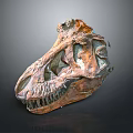 Detailed Dinosaur Skull Fossil Exhibiting Prehistoric Bone Structure And Sharp Teeth 3d model