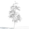 White Birch Tree With Snow Covered Branches Against Blue Sky And White Clouds
