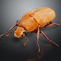 Detailed Brown Beetle With Shiny Exoskeleton And Long Legs On Dark Surface