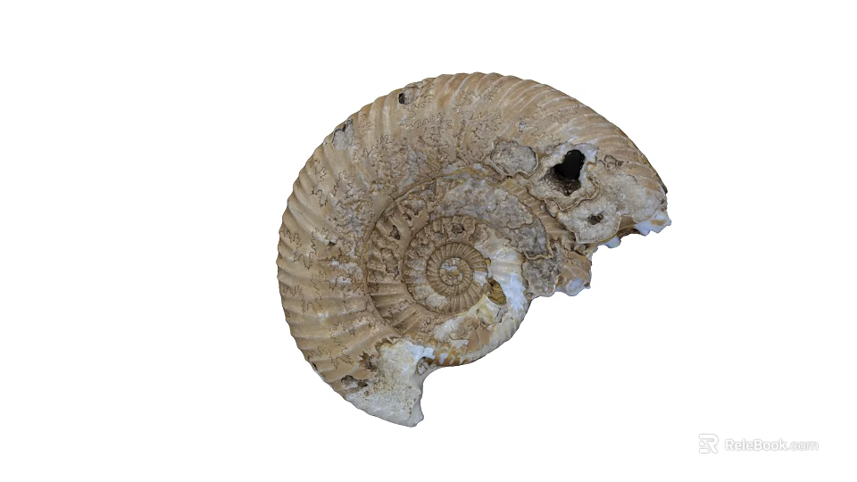 Unique Ammonite Fossil Ornament Set Natural Home Decor With Spiral Design 3d model 