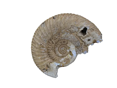 Unique Ammonite Fossil Ornament Set Natural Home Decor With Spiral Design 3d model