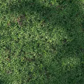 Lush Green Grass Lawn With Fresh Natural Texture For Outdoor Background