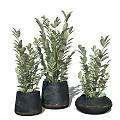 Elegant Green Leafy Bonsai Potted Plants With Black Ceramic Pots And Modern Design
