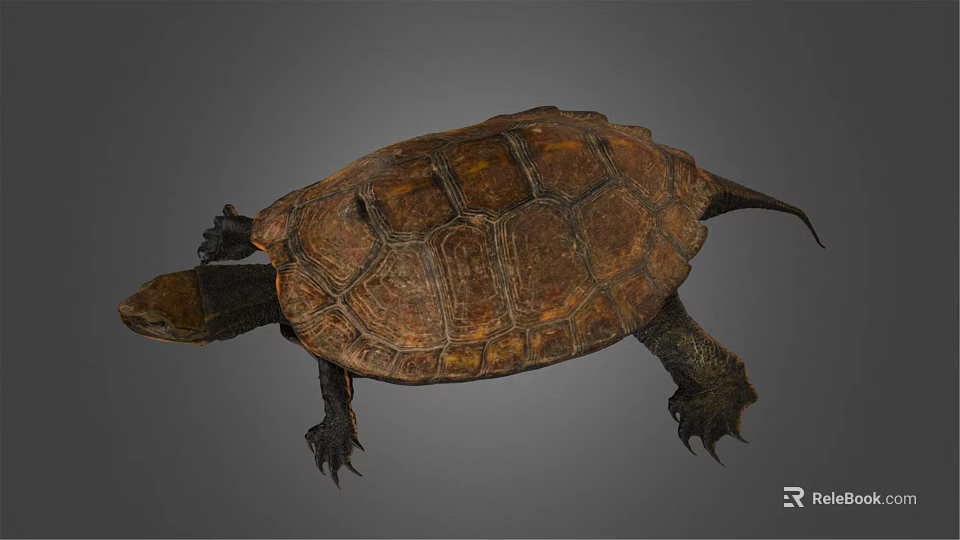 Realistic Brown Turtle With Detailed Textured Shell And Extended Limbs 3d model 