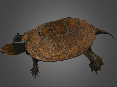 Realistic Brown Turtle With Detailed Textured Shell And Extended Limbs 3d model